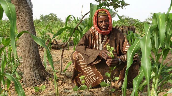 Image: Silas Koch / World Vision Farmer-managed natural regeneration in Niger